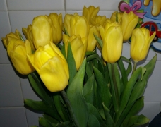 тюльпаны 9.03